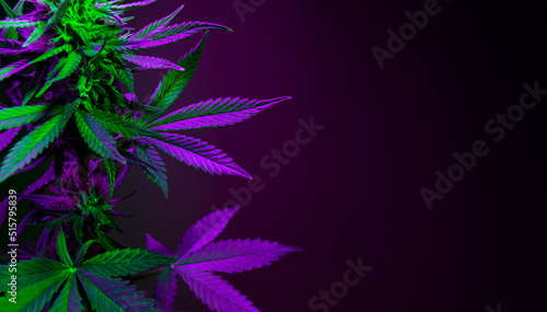 Purple marijuana leaves on a dark background. Banner with large purple cannabis leaves and empty space for text. Purple and green cannabis foliage closeup on a black background.