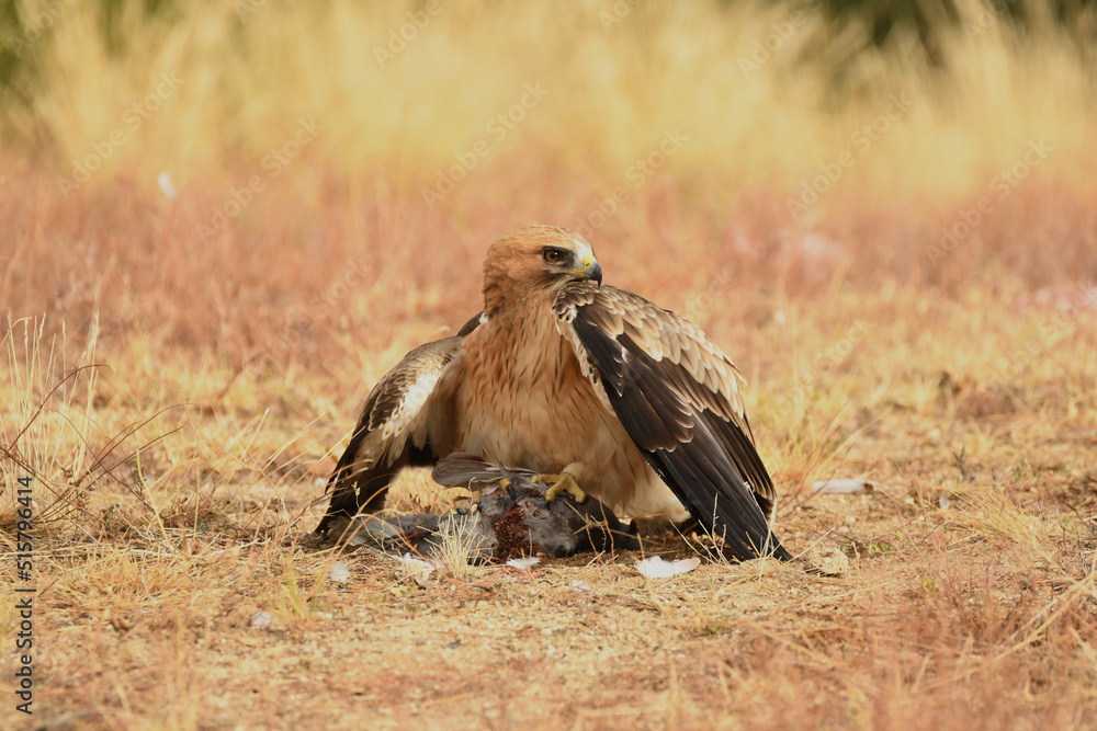 Fototapeta premium El aguila calzada en el campo