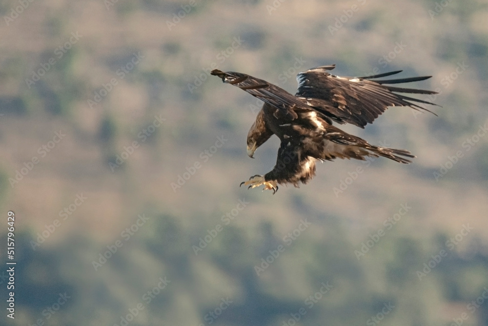 Fototapeta premium Aguila imperial ibérica