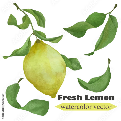 watercolor vector set similiar lemon with leaves photo