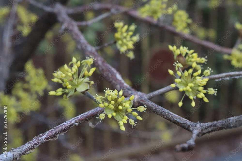 Cornelian cherry flowers