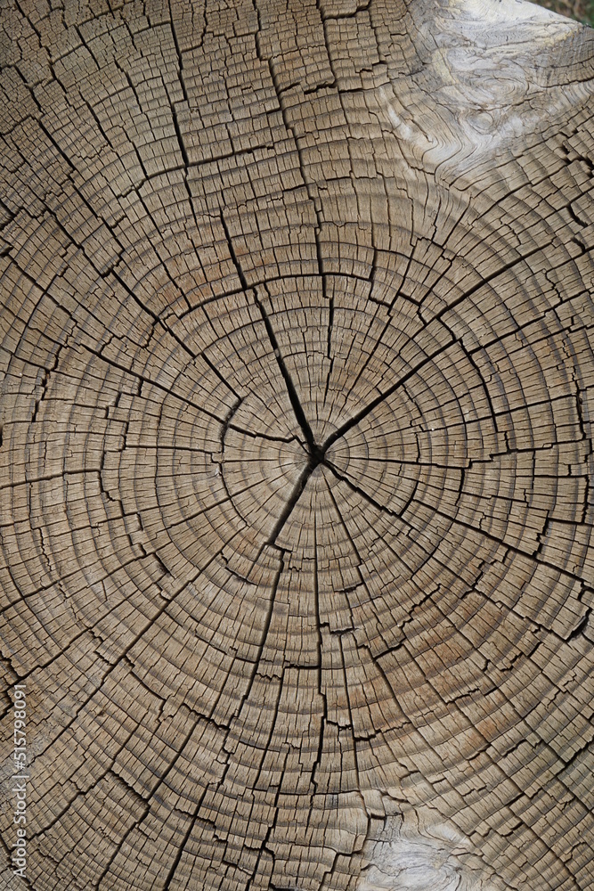 Fototapeta premium natural patterned interior of a cut old tree, background