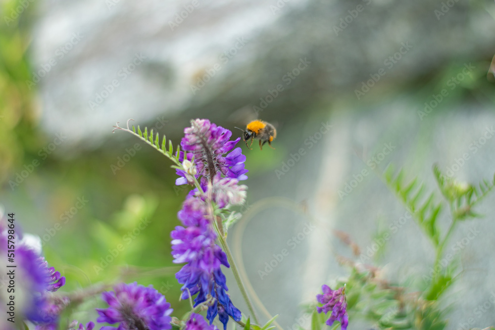 Isolated wild insect honey bee coming for sucking nectar from lavender flowers on natural background Isolated wild insect honey bee coming for sucking nectar from lavender flowers on natural background