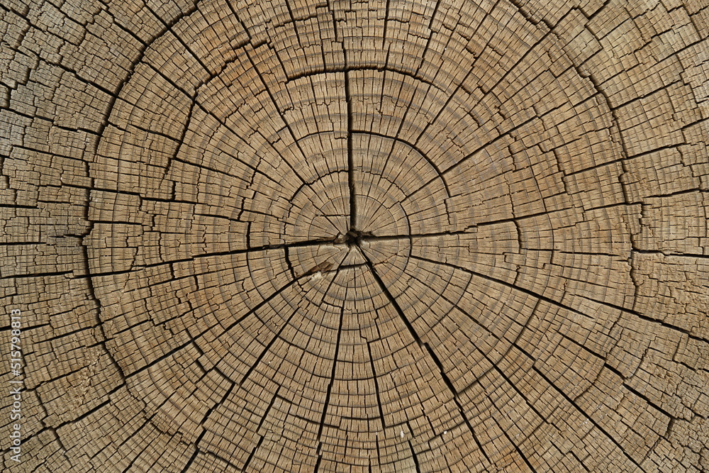 Fototapeta premium natural patterned interior of a cut old tree, background