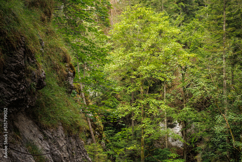 Rocks  forest  river bed in Slovak paradise