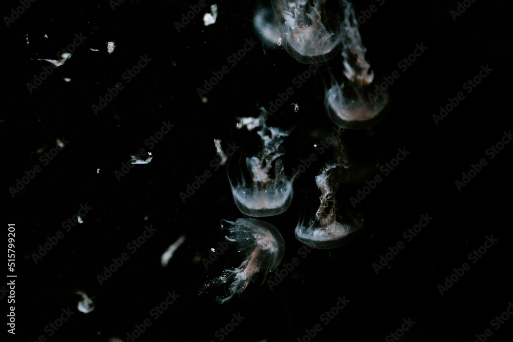 méduses nageant sur fond sombre méduses nageant sur fond sombre