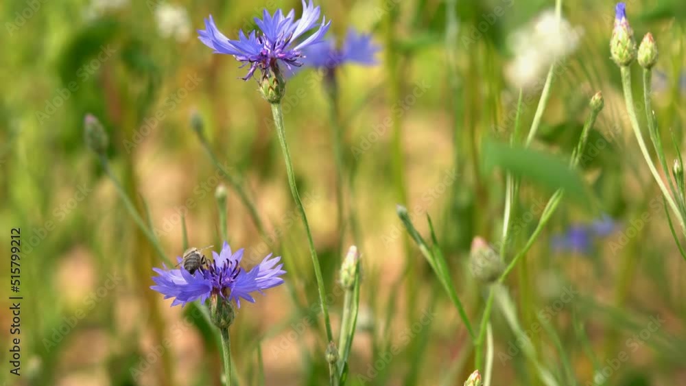 A bee gathers nectar on a cornflower flower, and then flies to another cornflower. A bee gathers nectar on a cornflower flower, and then flies to another cornflower.