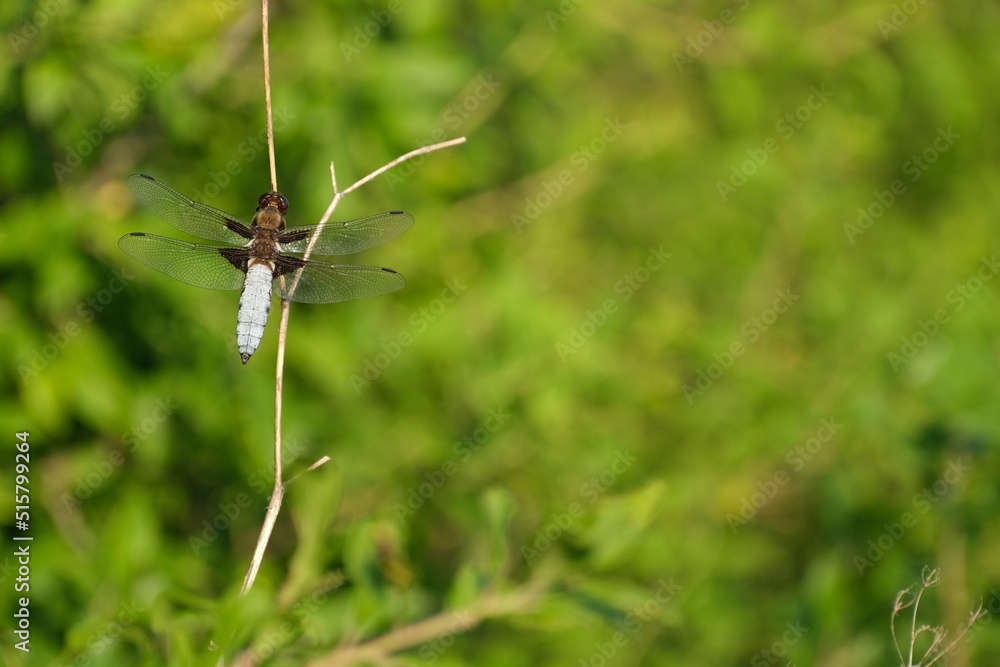 Beautiful picture of a blue dragonfly in nature, broad bodied chaser close up Beautiful picture of a blue dragonfly in nature, broad bodied chaser close up
