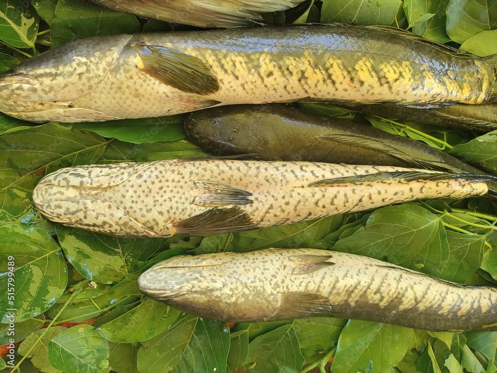 Snakehead fish (Channa striata),murrel fish at Indian fish market. High