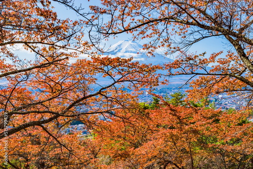 富士山と桜の木の紅葉 山梨県富士吉田市孝徳公園にて