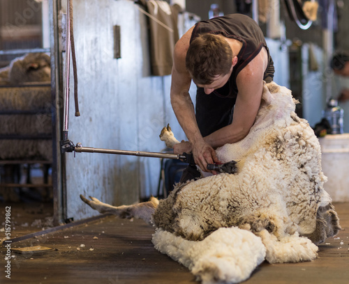shearer shearing merino sheep