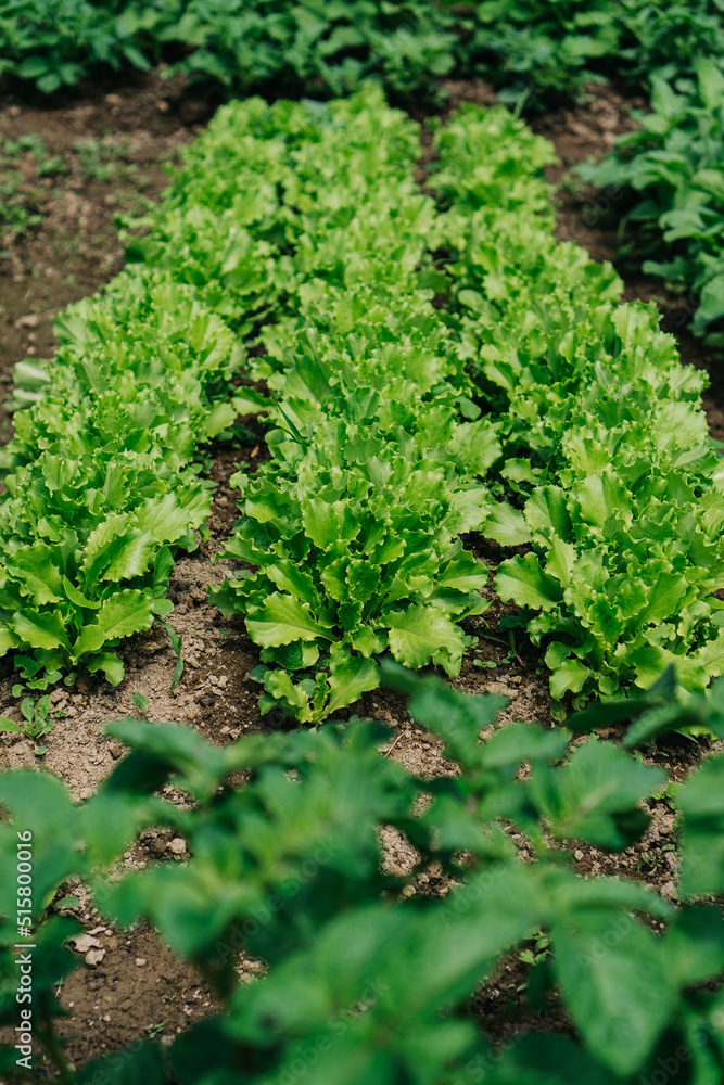 Green lettuce growing in the garden Green lettuce growing in the garden
