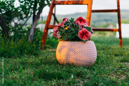 Petunia flowers in a pink pot