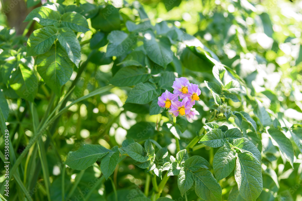 Close up potatoes plants with white flowers growing on farmers field Close up potatoes plants with white flowers growing on farmers field