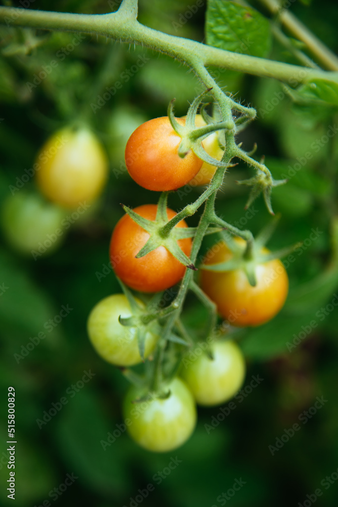 Cherry tomatoes on the vine. Colorful small round berry fruit grow on vine. 