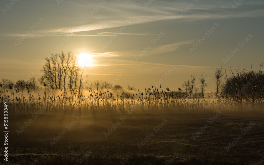 Naklejka premium field at dawn 