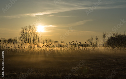 field at dawn 