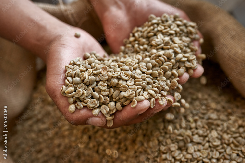 Close up of cropped worker hold green coffee beans Close up of cropped worker hold green coffee beans