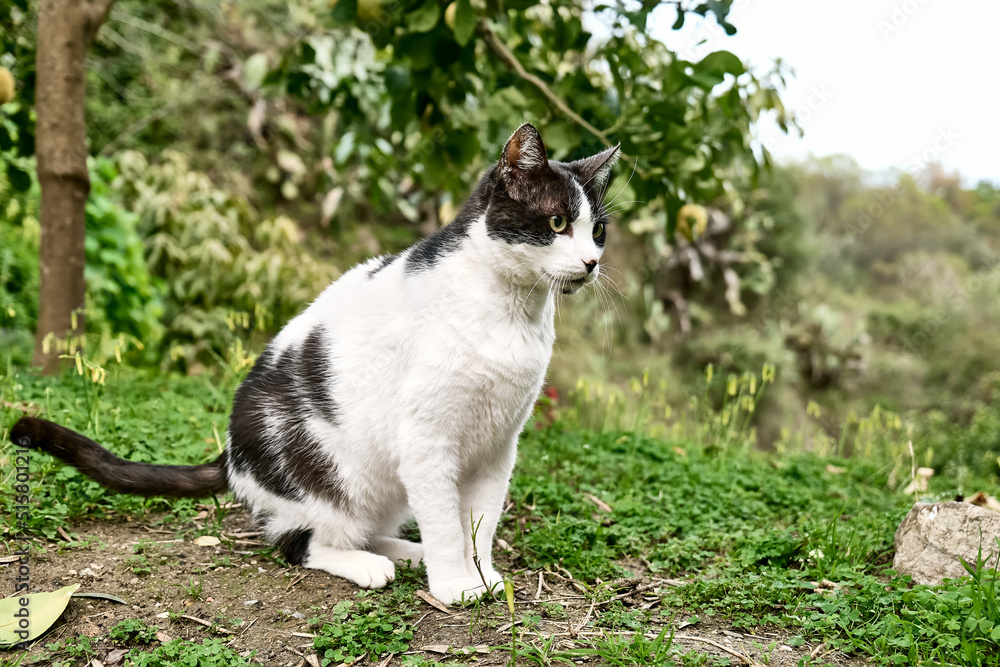 Beautiful black and white cat, European Shorthair, sitting in green grass in a garden and looking attentive. Household pet.