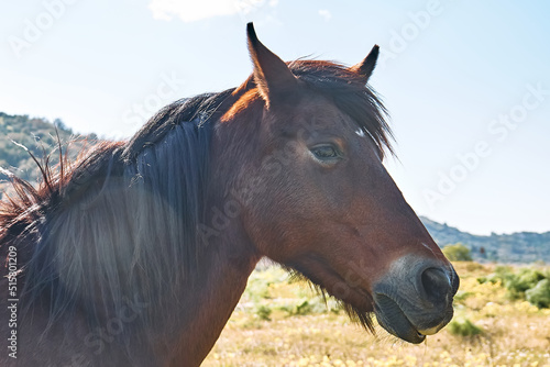 Closeup portrait of beautiful brown horse. Side view of brown mare grazing grass in a pasture.