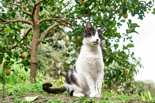 Beautiful black and white cat, European Shorthair, sitting in green grass in a garden and looking attentive. Household pet.