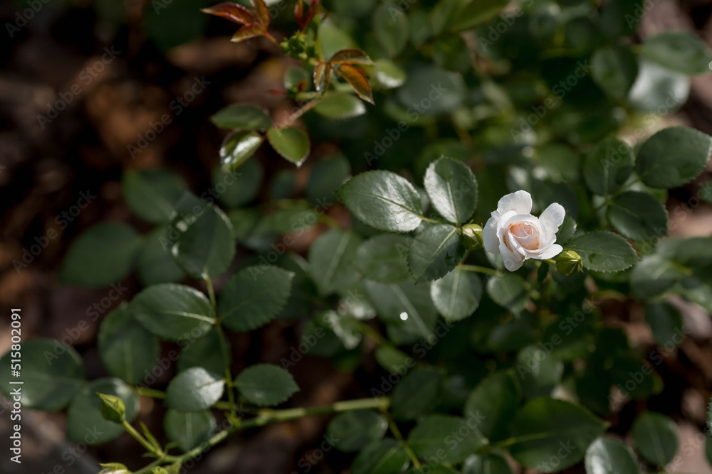 Obraz premium Bushy white rose with dew at dawn. An elegant twig and a bud. Beautiful sunlight. The background image is green and white. Natural, environmentally friendly natural background.