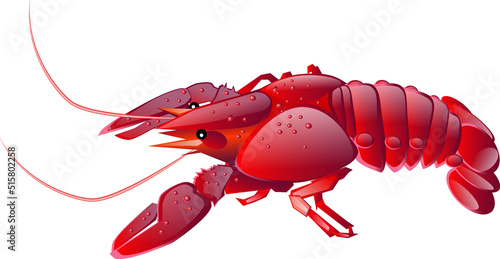 Realistic red swamp crayfish isolated illustration, one big freshwater North American crayfish 