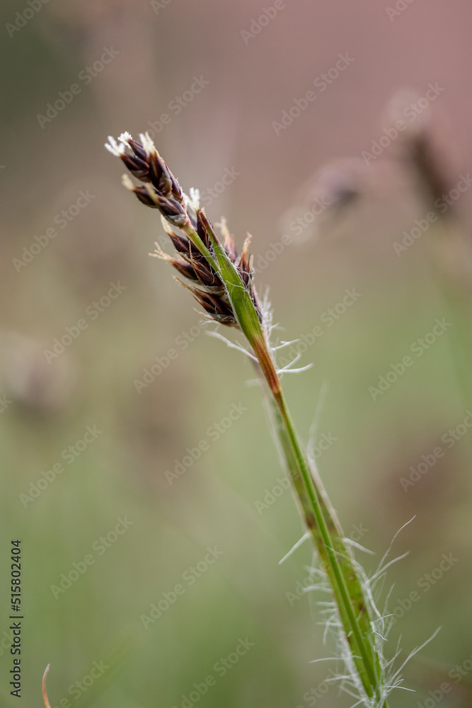 close up of grass close up of grass