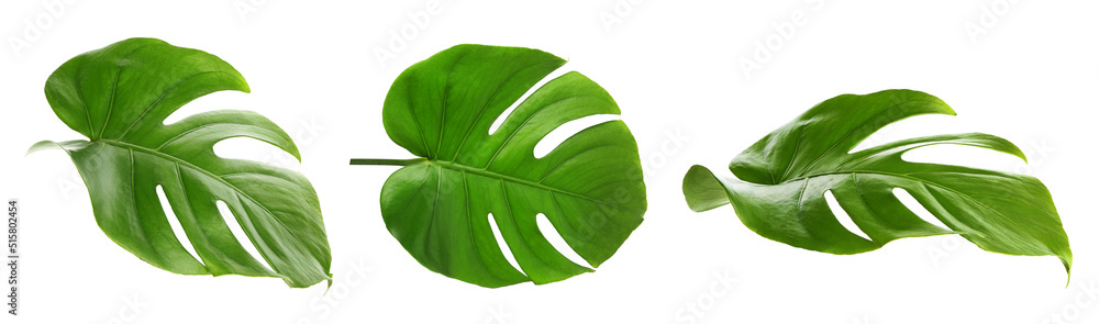 Set of green tropical monstera leaves on white background - obrazy, fototapety, plakaty 