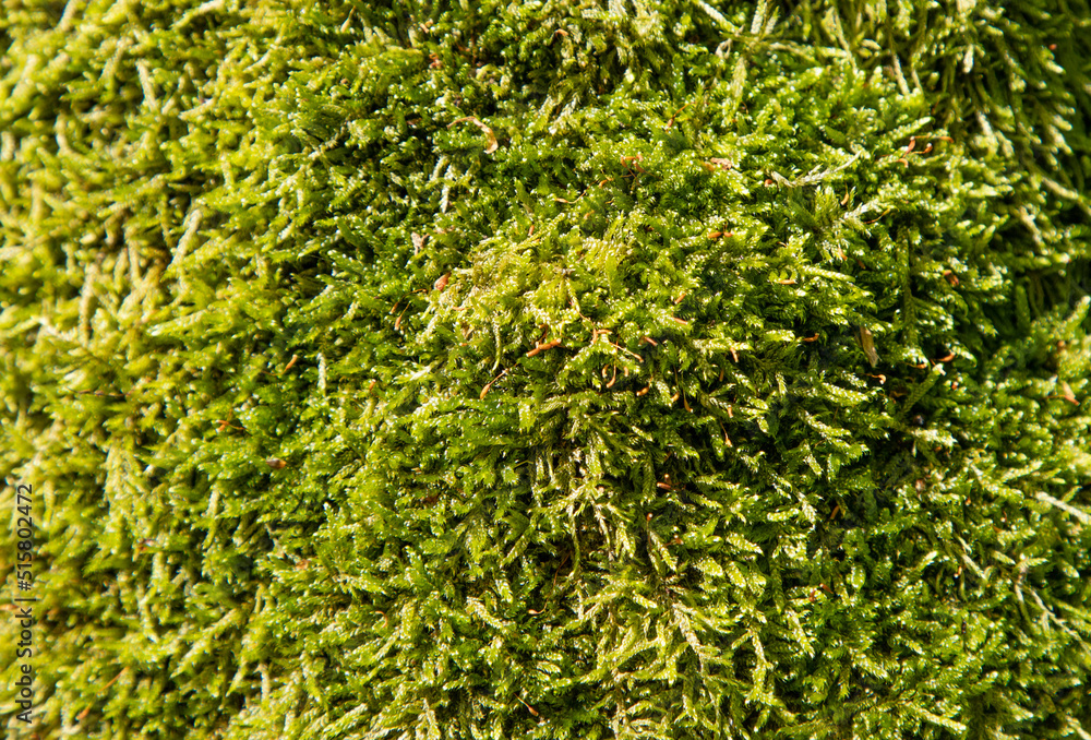 Close-up surface of the wall covered with green moss. Modern eco friendly decor made of colored stabilized moss. Natural background for design and text. Close-up surface of the wall covered with green moss. Modern eco friendly decor made of colored stabilized moss. Natural background for design and text.