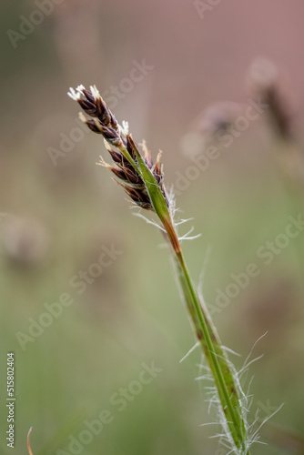 close up of grass