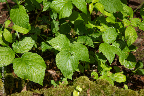 Small young leaves, greenery, young forest.