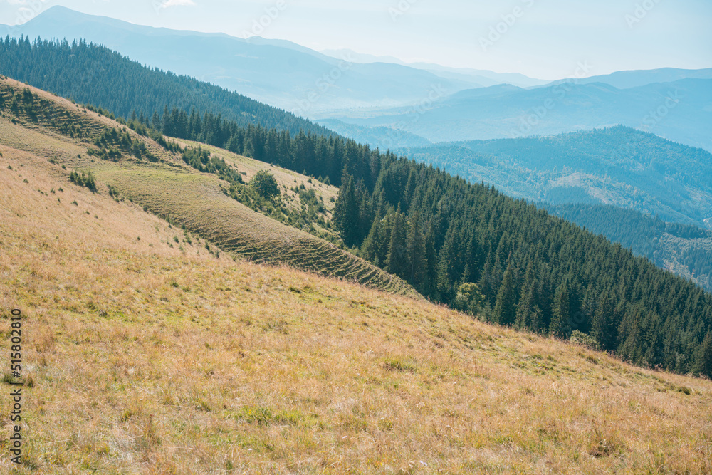 Big meadow and pine trees in the mountains. Mountainside. Wild. Surrounded. Area. Rocky. Slope. Nobody. Valley. Carpathians. Coniferous. Countryside. Day. Park. Top