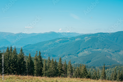 Many pine trees in the mountains forest and a sky in the background. Woodland. Sunny. Wood. Natural. Plant. Travel. Scenery. Wildlife. Peak. Scene. Hill. Country. Evergreen. Fir. Pine Tree