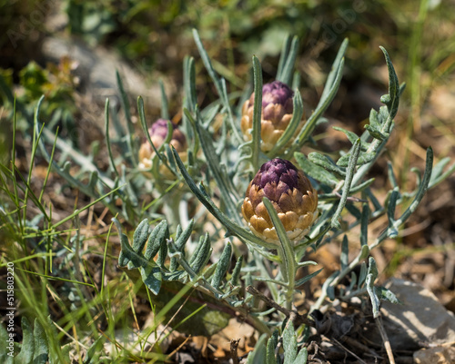 Rhaponticum carthamoides flowers. Maral root or Rhaponticum flower, herbaceous perennial plant. The roots are used to make medicine photo