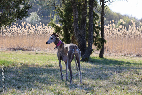  female greyhound in the nature in springtime