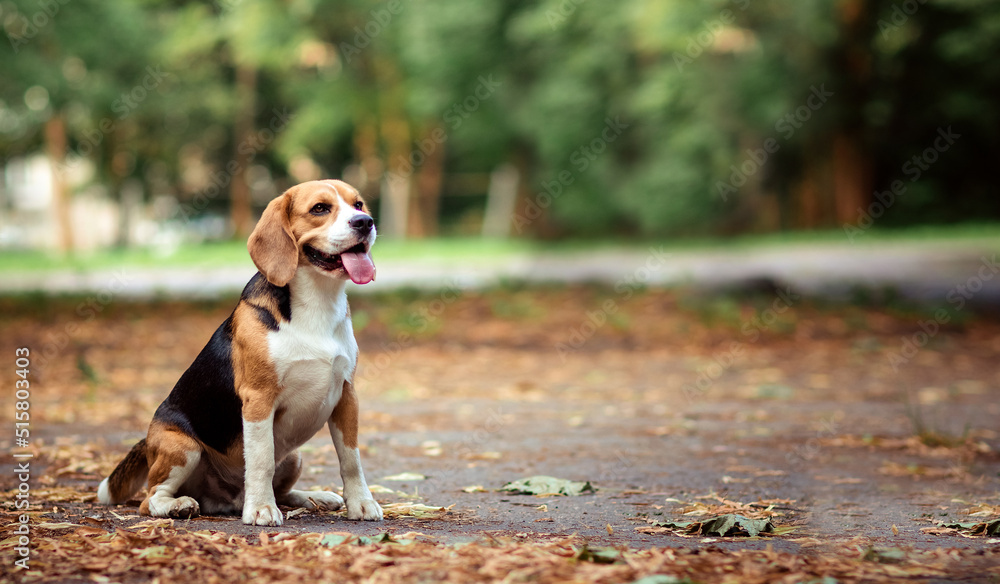 Brown dog beagle sitting on path in autumn natural park location among orange yellow fallen leaves. Summer, autumn time. Wallpaper and copy space. Brown dog beagle sitting on path in autumn natural park location among orange yellow fallen leaves. Summer, autumn time. Wallpaper and copy space.