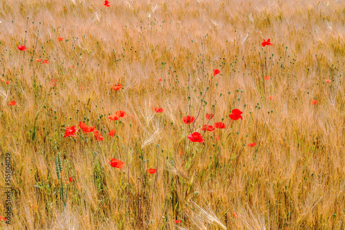 Corn field background with red poppies