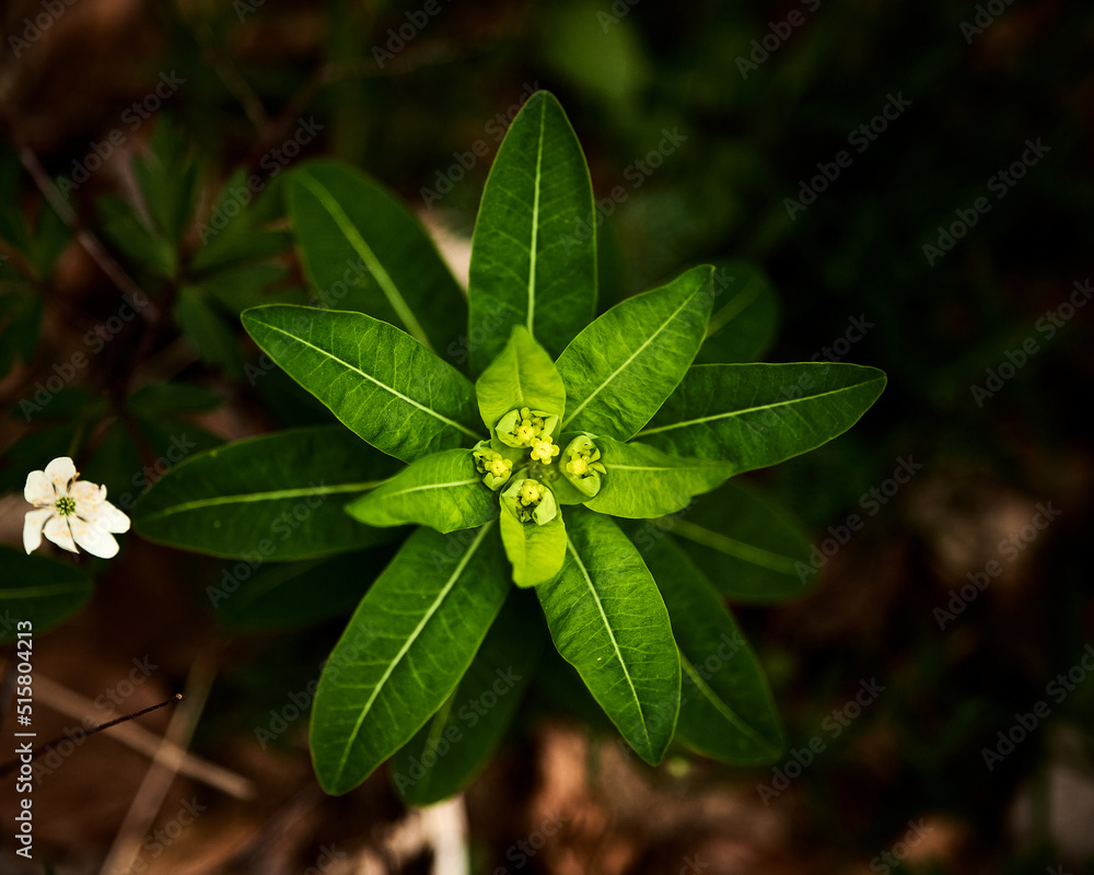Close-up picture of bright green plant in a shady forest Close-up picture of bright green plant in a shady forest