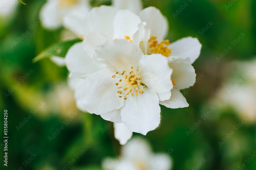 Beautiful jasmine flowers in garden, close up Beautiful jasmine flowers in garden, close up