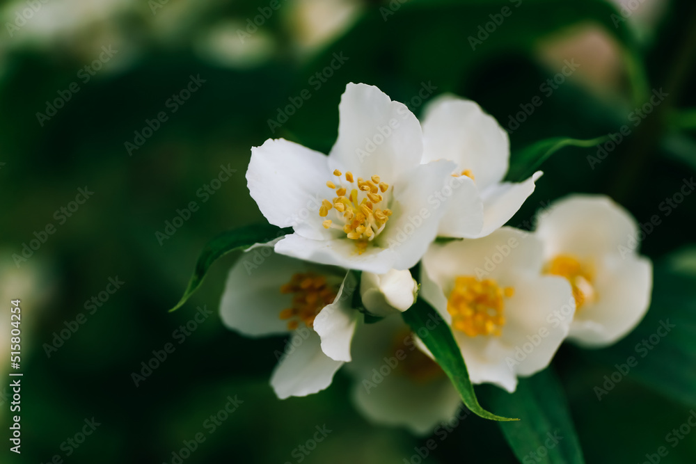 Beautiful jasmine flowers in garden, close up Beautiful jasmine flowers in garden, close up
