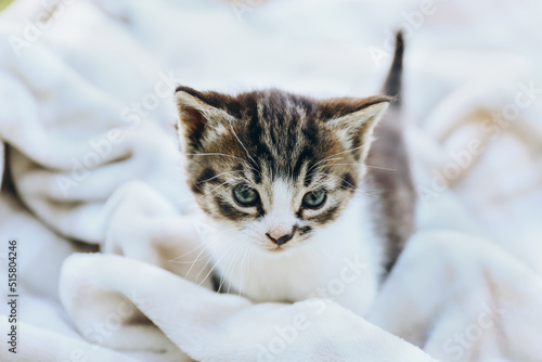 Fototapeta Naklejka Na Ścianę i Meble -  Striped tabby kitten. Portrait of beautiful fluffy gray kitten sitting on white plaid