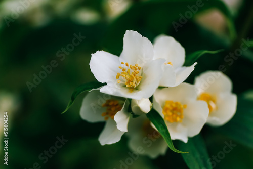 Beautiful jasmine flowers in garden  close up