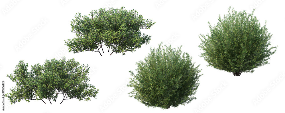 Fototapeta premium Round shrub on a white background