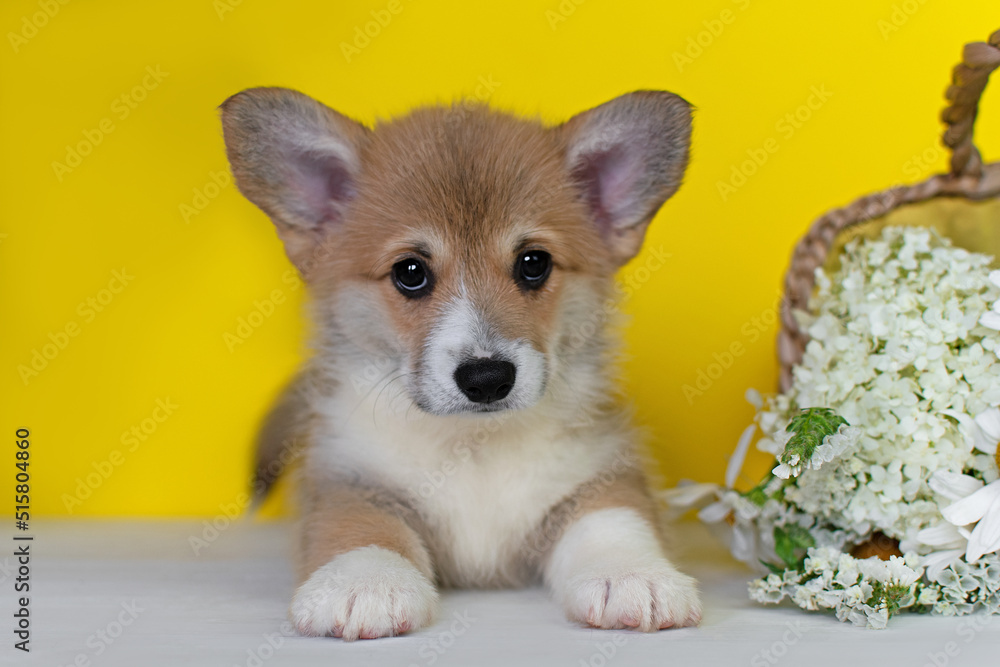 Corgi puppy lying with flowers on yellow background