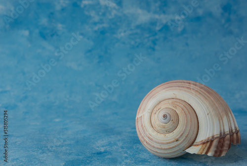 big seashell, isolated on blue background