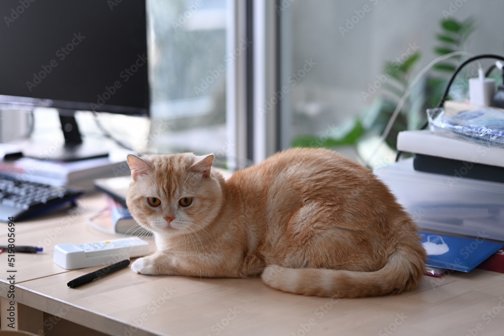 A domestic cat sitting on wooden table near computer pc and piles of book