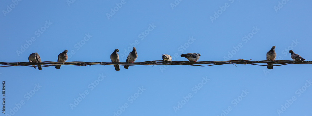 Pigeons on a wire against a blue sky. Pigeons on a wire against a blue sky.