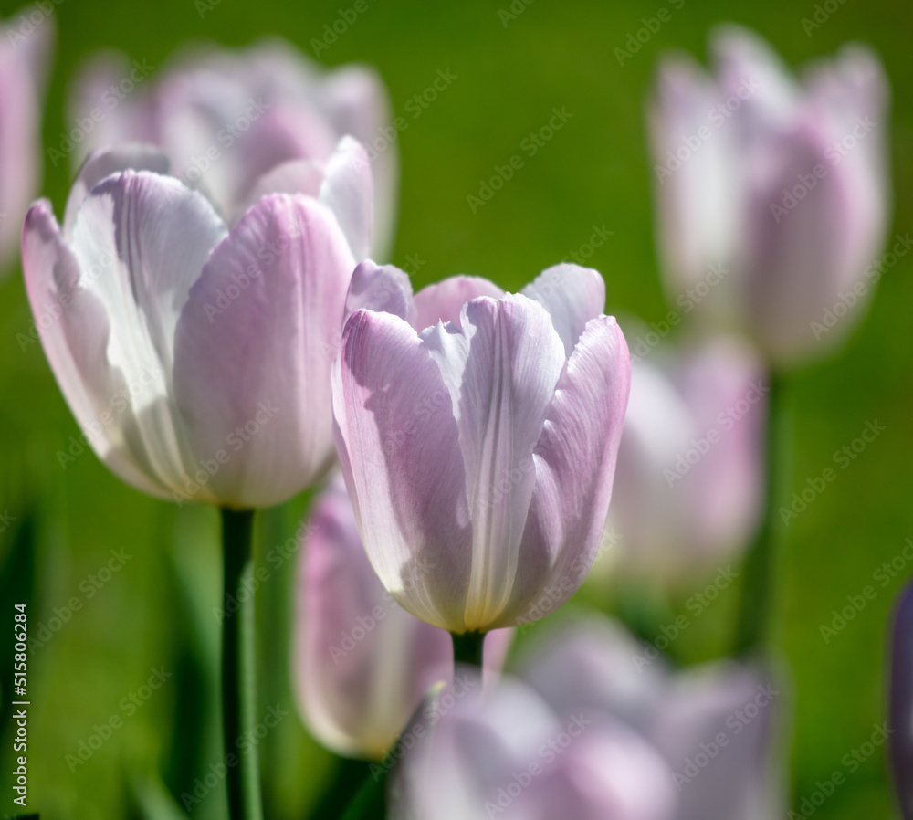 Purple and white tulips in the park.