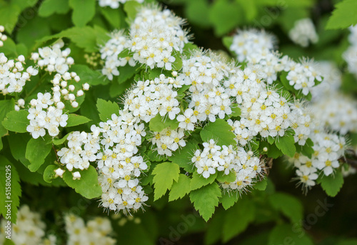 Small white flowers on a bush in the park.